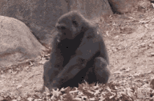 Leaves Chimp GIF - Leaves Chimp Chimpanzee GIFs