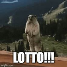 Lotto Groundhog GIF - Lotto Groundhog Screaming Lotto GIFs