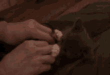 Kitten Raises Paws GIF - Kitten Raises Paws GIFs