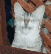 a close up of a cat 's face with a wooden fence in the background .