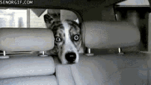 Dog Car Wash GIF