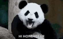 Panda Hi GIF - Panda Hi Greetings GIFs