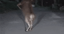 Sexy Animals Dead Chat GIF - Sexy Animals Dead Chat Astehero GIFs