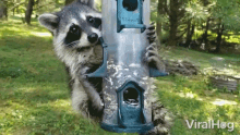 Raccoon Viralhog GIF - Raccoon Viralhog Cute GIFs