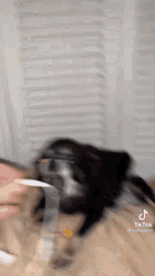 Angry Dog Loveprofushion GIF - Angry Dog Loveprofushion GIFs