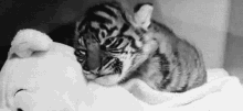 tiger cub baby sleep sleepy