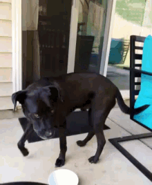 Dog Cute Dog GIF - Dog Cute Dog Black Dog GIFs