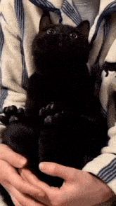 a person is holding a black cat in their hands .