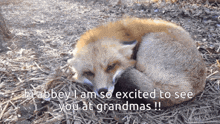 a fox is laying on the ground with the words " hi abbey i am so excited to see you at grandmas "