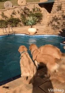 Fetch Swimming GIF - Fetch Swimming Dogs GIFs