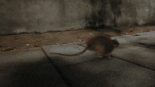 Rat Rat Coming GIF - Rat Rat Coming Rat Run GIFs
