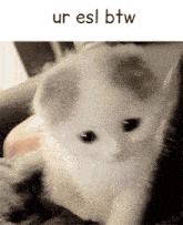a picture of a kitten with the words ur esl btw on the bottom