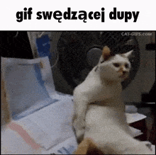 Kot Cat GIF - Kot Cat Dupa GIFs