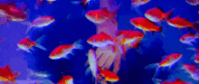 a flock of goldfish are swimming in a tank with a blue background .