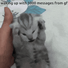 Crying Cat No Msgs Kitty Meme Screaming GIF