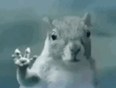 a squirrel is standing in front of a glass window and waving its hand .