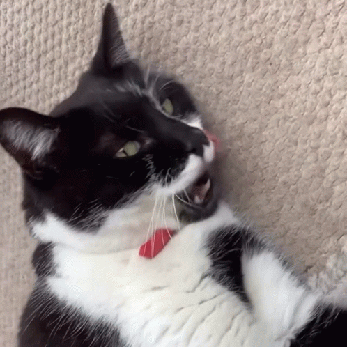 Judgy Ozzie Cat GIF - Judgy Ozzie Cat - Discover & Share GIFs