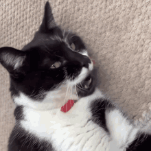 Judgy Ozzie Cat GIF - Judgy Ozzie Cat GIFs
