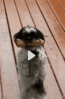Cute Dog GIF - Cute Dog Dog Bone GIFs
