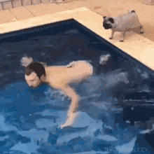 Pug Swim GIF - Pug Swim Jump GIFs
