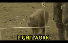 Animals With Captions Light Work GIF