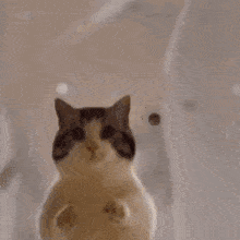 Cat Boom GIF - Cat Boom Nuke GIFs