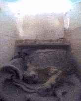 a turtle is laying on a bed with a blanket