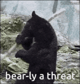 a black bear is standing on its hind legs in the woods holding a stick .