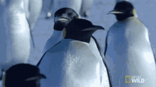 Walking Emperor Penguin Migration GIF