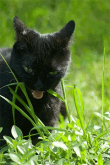 Cat Salem GIF