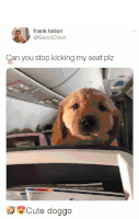 a tweet from frank lotion shows a puppy sitting on an airplane