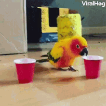 Drunk Bird Drink GIF - Drunk Bird Drink Parrot GIFs