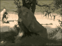 Trying To Take Your Pants Off GIF - Lion Stuck Funny Walk GIFs
