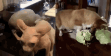 Jup Dog Cabbage GIF - Jup Dog Cabbage Cat Cucumber GIFs