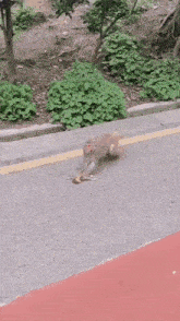 a monkey is walking down a street holding a piece of meat .