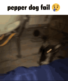 Pepper Dog GIF - Pepper Dog Fail GIFs
