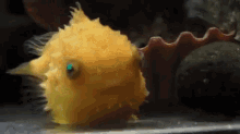 Fish Disappointed GIF - Fish Disappointed Sad GIFs