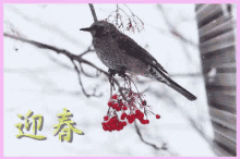 酉年 お正月 あけましておめでとう GIF - Jpyearofthebird Jpnewyear Toridoshi GIFs