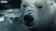 iorek iorek byrinson hisdarkmaterials polarbear bears