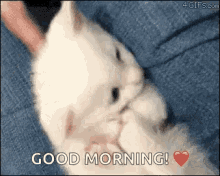 Kitty Kitten GIF - Kitty Kitten Good Morning GIFs