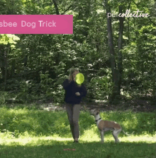 Frisbee Dog Trick Catch This GIF