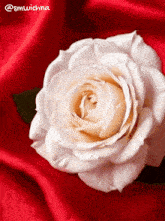 a white rose is sitting on a red cloth with the name smwichna on the bottom