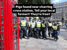 pigs found near charing cross station tell your local farmer they 're free !!