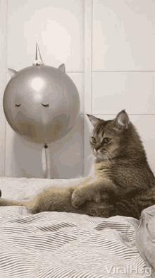 Cat What GIF - Cat What Lunge At GIFs