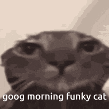 Funky Cat Gc Wingullclippycaroline GIF - Funky Cat Gc Wingullclippycaroline GIFs