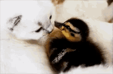 Muah GIF - Duck Duckling Adorable GIFs