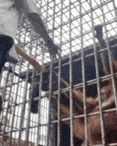 a person is reaching through a fence to reach a statue of a dragon .