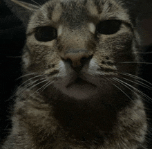 a close up of a cat 's face with a serious look on its face