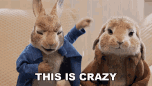 This Is Crazy Peter Rabbit GIF - This Is Crazy Peter Rabbit Benjamin Bunny GIFs