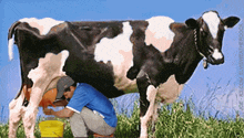 Cow Milking GIF